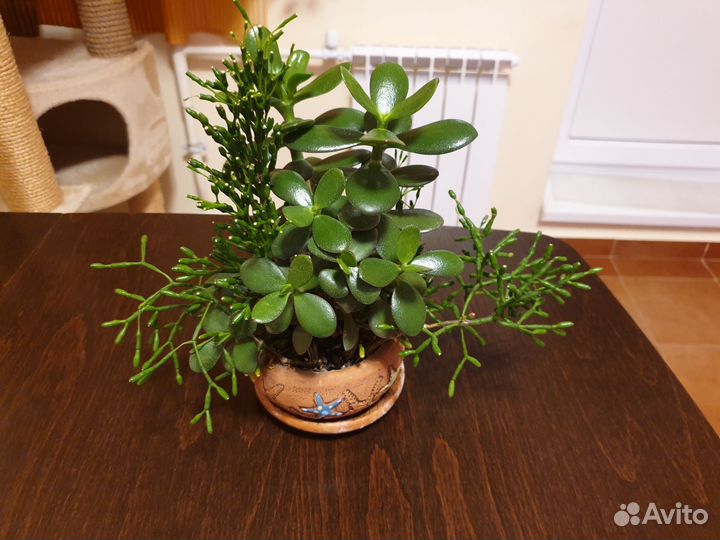 Толстянка крассула + рипсалис