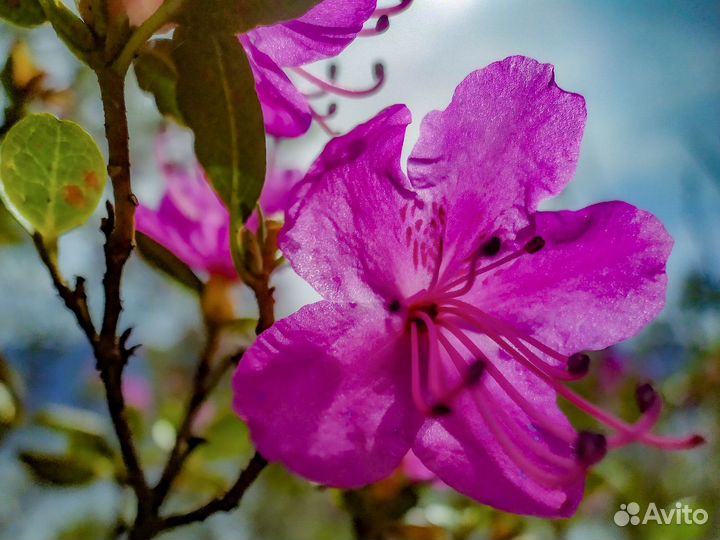 Тур 'Цветение маральника + Кату-Ярык'