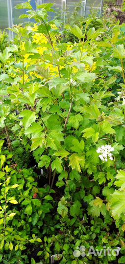 Калина (большие саженцы)