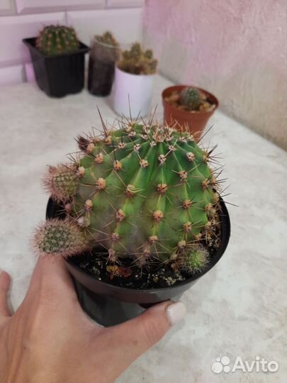 Кактусы