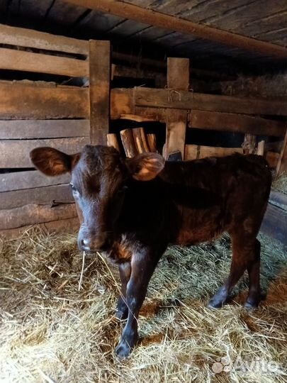 Телочка 1 мес