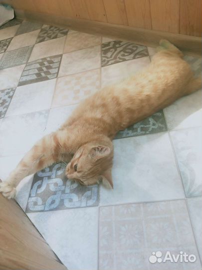 Кошка в дар