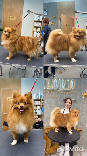 Груминг,стрижка собак