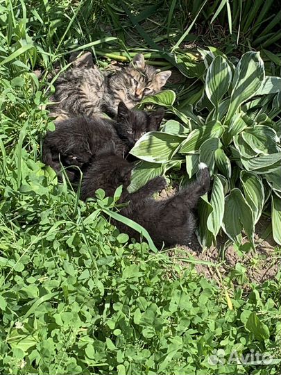Котята в добрые руки