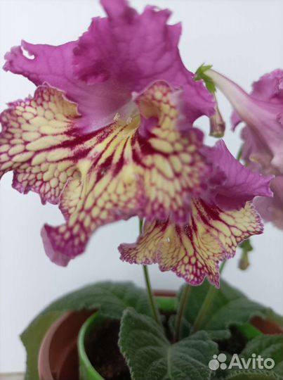 Семена стрептокарпусов