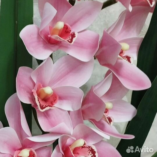 Цимбидиум (орхидея)