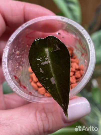 Alokasia Bambino Pink/ Алоказия Бамбино Пинк