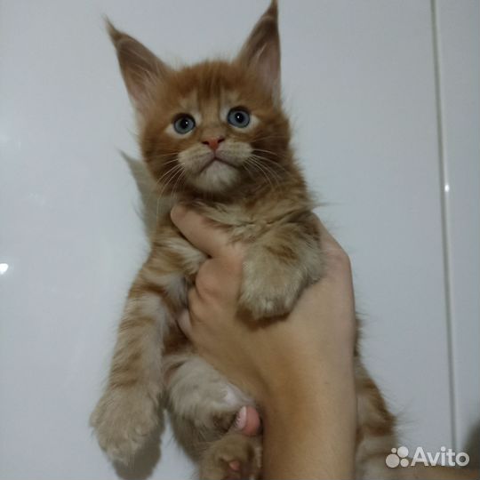 Котята мейн-кун