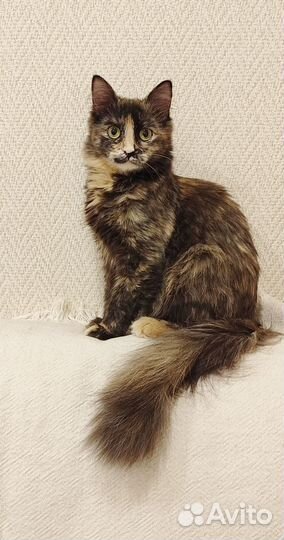 Фаина ищет дом
