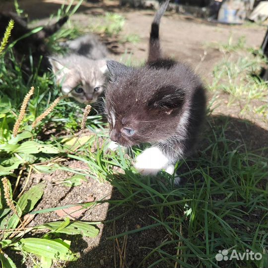 Котята в добрые руки бесплатно