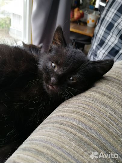 Кошка в дар бесплатно