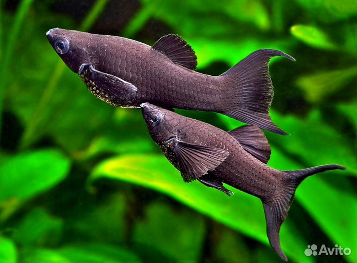 Аквариумные рыбки