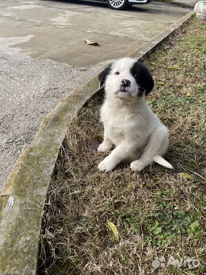Щенки алабая и дворовой