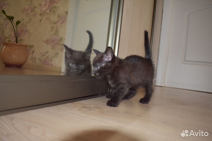 Шотландская