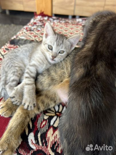 Котята в добрые руки бесплатно