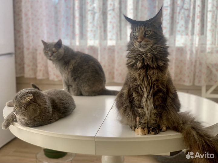 Стол белый обеденный круглый Икеа IKEA