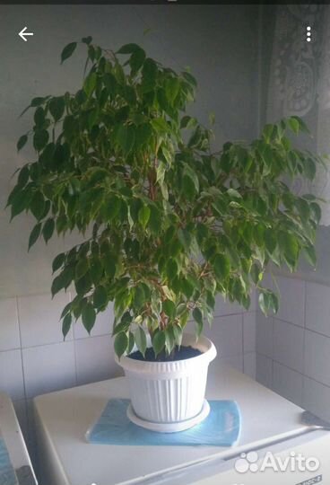 Комнатное расстение