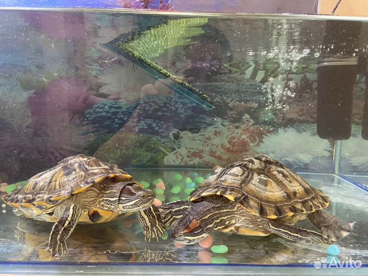 2 большие черепашки с аквариумом в заботливые руки