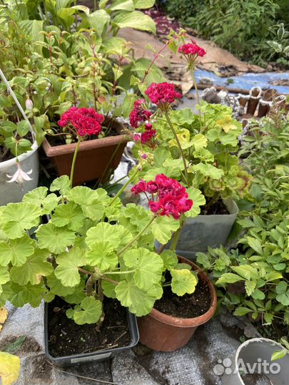 Пеларгония герань