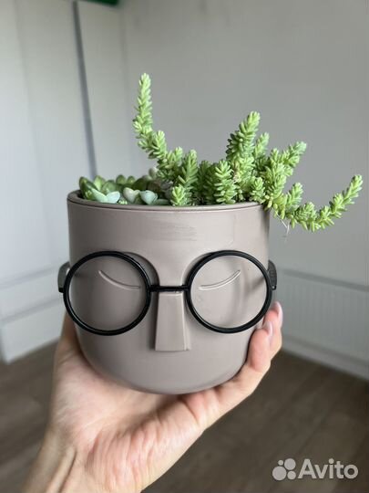 Флорариум суккуленты