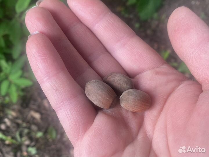 Саженцы фундук (лещина)