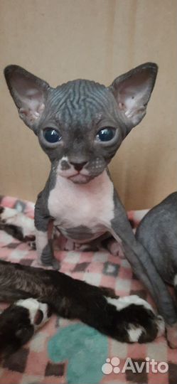 Канадский сфинкс котенок