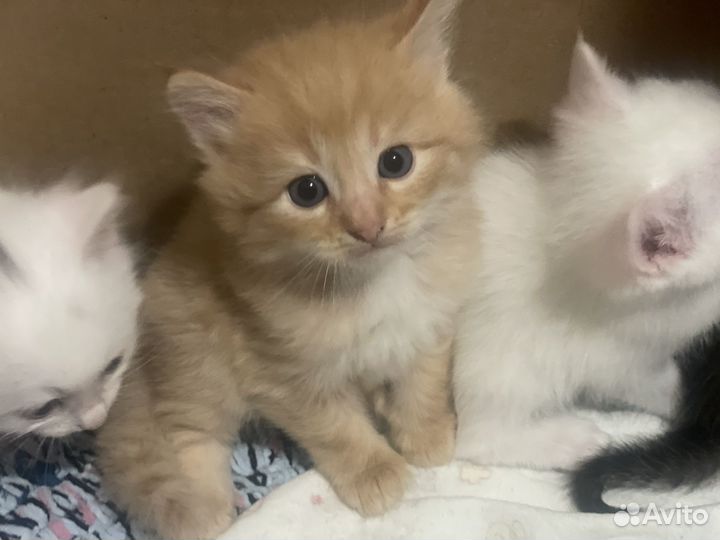 Котята в добрые руки