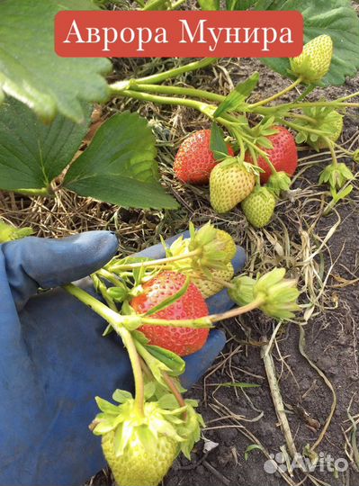 Саженцы (рассада) клубники (самые ранние сорта)