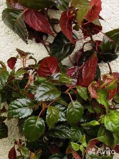 Гортензия вьющаяся Винтер Сюрпрайз