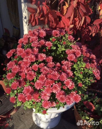 Хризантемы мультифлора