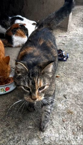 Эби - ласковая черепашка