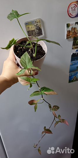 Сингониум ред спот