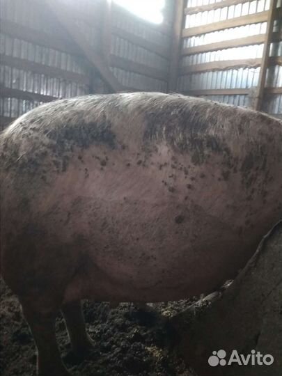 Поросные свиноматки