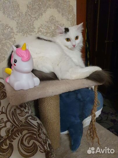 Кошка в дар бесплатно