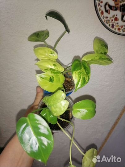 Эпипремнум скелетон кей,филодендрон бурле макс вар
