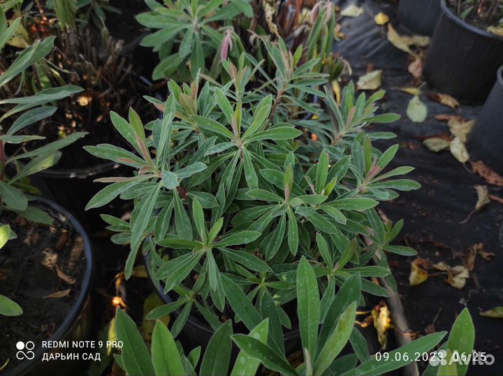 Молочай миндалевидный