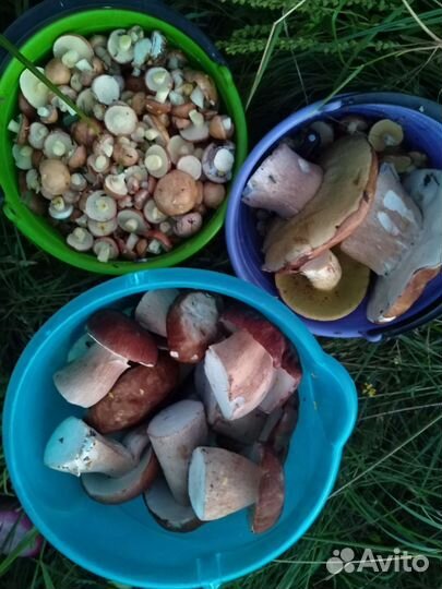 Грибы маринованные, слоёные