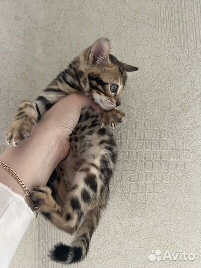 Бенгальские котята