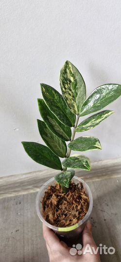 Замиокулькас short leaf, long leaf и черный Равен