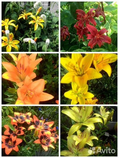 Растения многолетние садовые