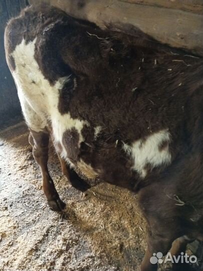 Корова высокоудойная,тёлочка, поросята