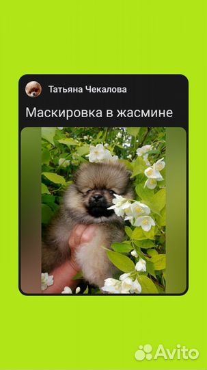 Померанский той шпицы.Мальчики