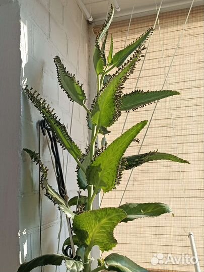 Каланхоэ лечебное