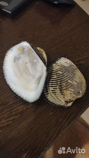 Ракушка анадара, раковина анадара