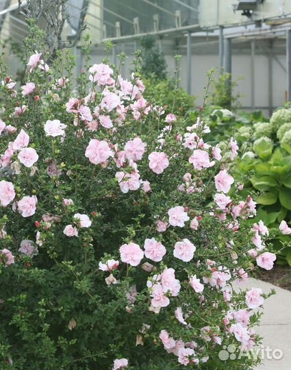 Гибискус Сирийский, Травянистый, Изменчивый,семена