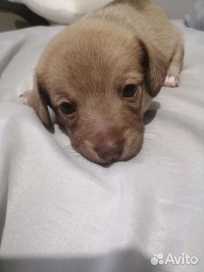 Щенки в добрые руки от небольшой собаки