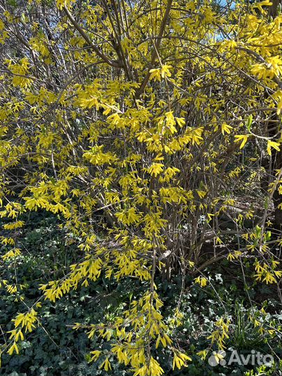 Растения для сада