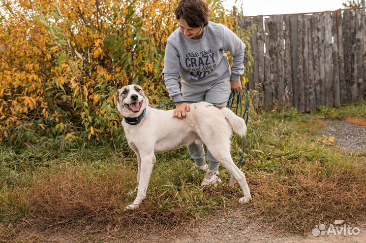 Собака в добрые руки