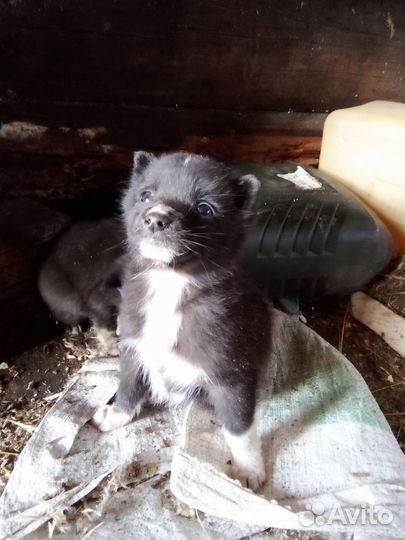 Щенки русско европейской лайки