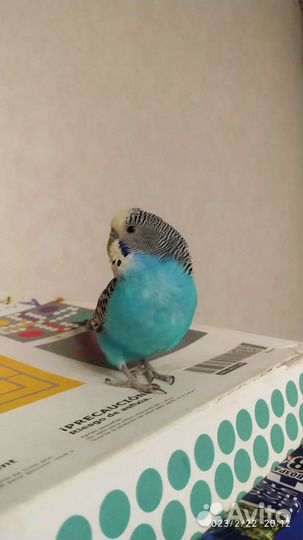 Волнистые попугаи,клетка